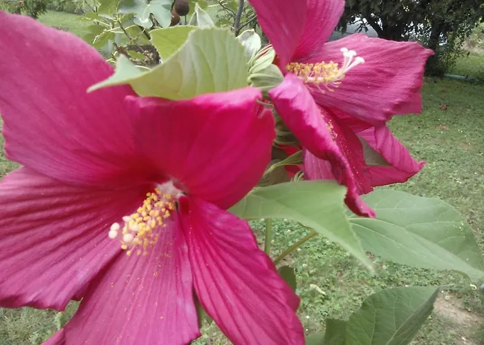 Feher Rozsa تشيرستوموي